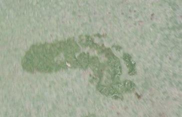 Crónicas marinas (8)