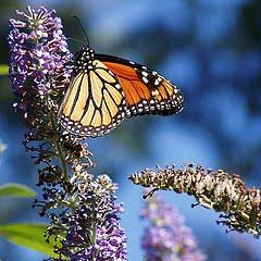 82. INVITO A OTROS PADRES A PRACTICAR LA TMR Y VERÁN LOS AVANCES