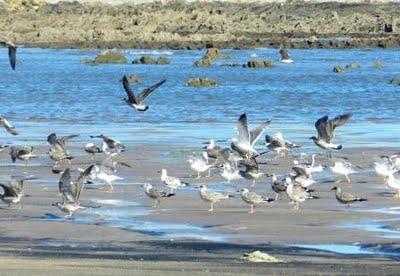 Correlimos tridáctilos juveniles