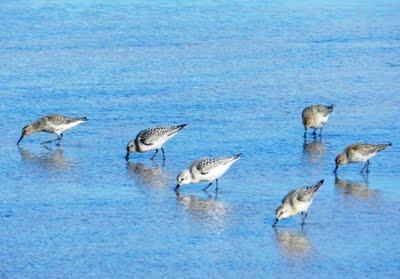 Correlimos tridáctilos juveniles