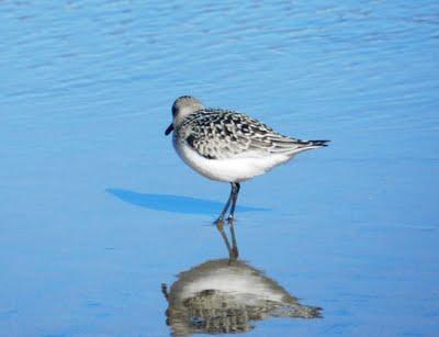 Correlimos tridáctilos juveniles