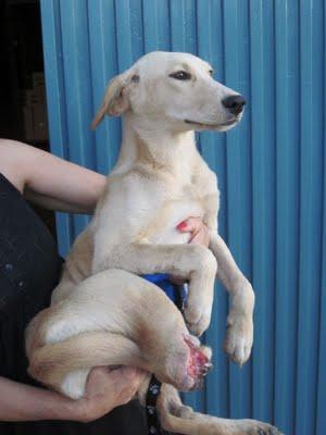 PERRITA CON PATA AMPUTADA QUE ESTABA EN LA CALLE - (PEDRO MUÑOZ- CIUDAD REAL)
