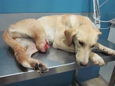 PERRITA CON PATA AMPUTADA QUE ESTABA EN LA CALLE - (PEDRO MUÑOZ- CIUDAD REAL)