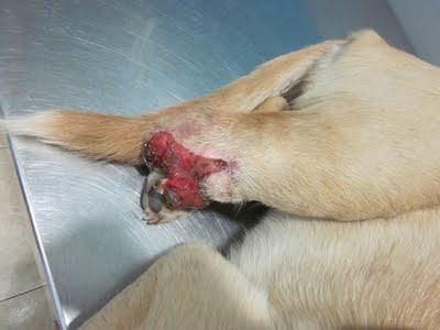 PERRITA CON PATA AMPUTADA QUE ESTABA EN LA CALLE - (PEDRO MUÑOZ- CIUDAD REAL)