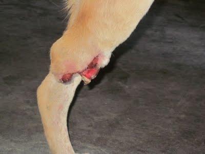 PERRITA CON PATA AMPUTADA QUE ESTABA EN LA CALLE - (PEDRO MUÑOZ- CIUDAD REAL)