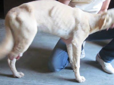 PERRITA CON PATA AMPUTADA QUE ESTABA EN LA CALLE - (PEDRO MUÑOZ- CIUDAD REAL)