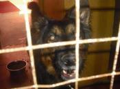 perrera Malaga MAMBA PERRITA PASTOR ALEMAN PELIGRO!!