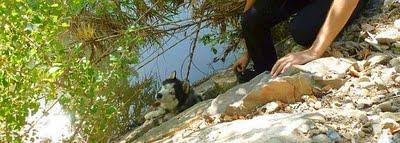 Alerta de seguridad para el rescate de un perro 'husky'.