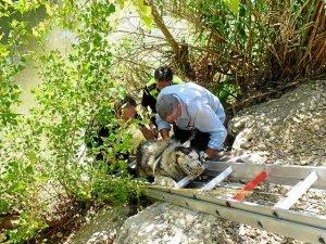 Alerta de seguridad para el rescate de un perro 'husky'.