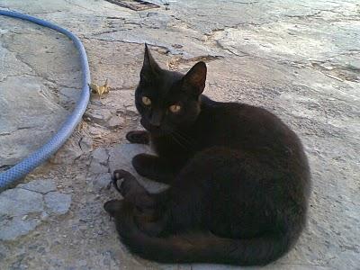 MUY URGENTE!! SASHA.. SU HUMANA LA HA DEJADO ATRÁS POR OBLIGACIÓN