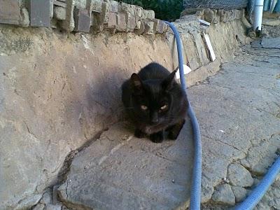 MUY URGENTE!! SASHA.. SU HUMANA LA HA DEJADO ATRÁS POR OBLIGACIÓN