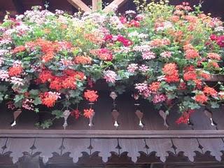FLORES EN LA SELVA NEGRA