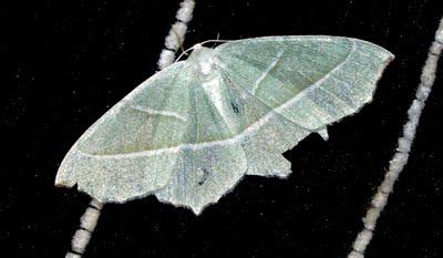 La esmeralda brillante