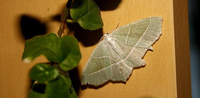 La esmeralda brillante