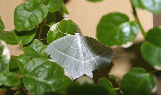 La esmeralda brillante
