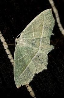 La esmeralda brillante