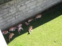 Los animalillos de la S.N.