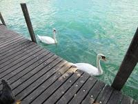 Los animalillos de la S.N.