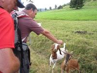 Los animalillos de la S.N.