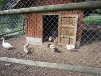 Los animalillos de la S.N.