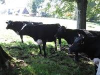 Los animalillos de la S.N.
