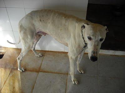 SOS PERRERA JEREZ CADIZ 4 GALGOS 3 HEMBRAS Y MACHO BLANCO‏.