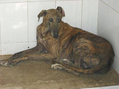 SOS PERRERA JEREZ CADIZ 4 GALGOS 3 HEMBRAS Y MACHO BLANCO‏.