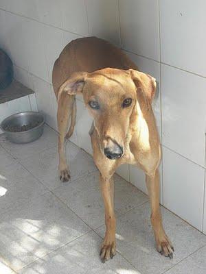 SOS PERRERA JEREZ CADIZ 4 GALGOS 3 HEMBRAS Y MACHO BLANCO‏.