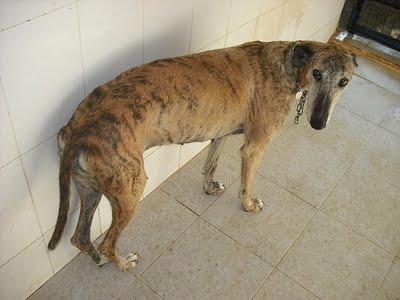SOS PERRERA JEREZ CADIZ 4 GALGOS 3 HEMBRAS Y MACHO BLANCO‏.