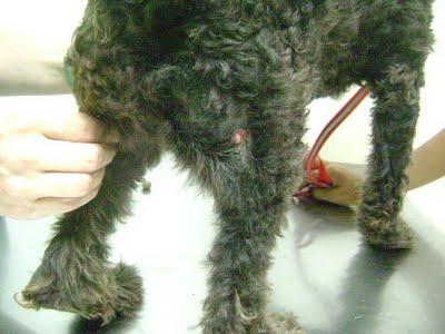 Morena, perra agua en pueblo de Sevilla con gran infección en pata por fractura abierta de fémur ¡AYUDA PARA SU OPERACIÖN y ADOPCIÖN!!