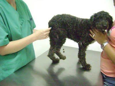 Morena, perra agua en pueblo de Sevilla con gran infección en pata por fractura abierta de fémur ¡AYUDA PARA SU OPERACIÖN y ADOPCIÖN!!