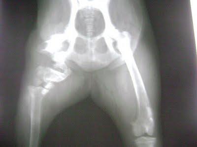 Morena, perra agua en pueblo de Sevilla con gran infección en pata por fractura abierta de fémur ¡AYUDA PARA SU OPERACIÖN y ADOPCIÖN!!