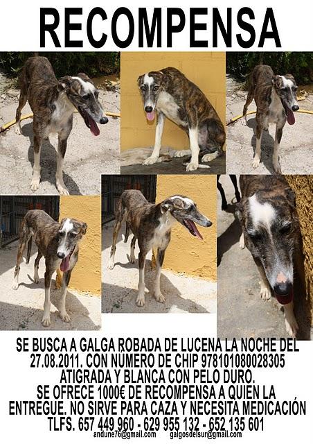 ¡GALGA ROBADA! POR FAVOR, AYUDADNOS (CÓRDOBA)