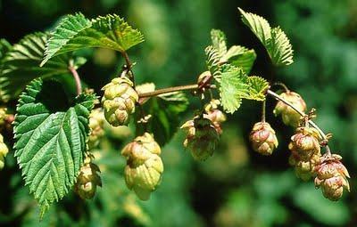 Cuidados del Humulus