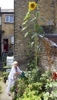 Girasol más alto del Mundo Girasol más alto del Mundo