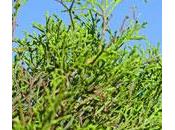 Tuya articulada alerce africano