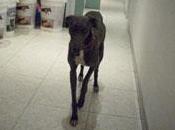 Shoco, galgo César Millán