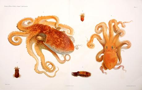Cefalópodos
