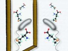 bacterias modifican composición pared para adaptarse cambios ambientales