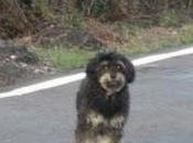 "Mestizo poodle"