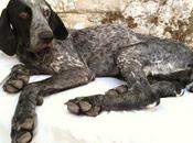 llama Trufa, preciosa busca desesperadamente hogar.