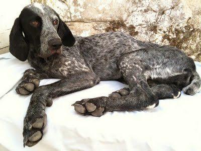 Se llama Trufa, es preciosa y busca desesperadamente un hogar.