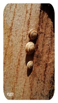 Buscando una única verdad