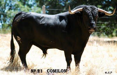 Toros de Adelaida para Sotillo de la Adrada