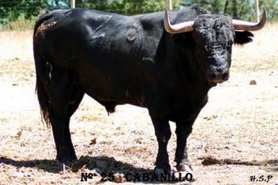 Toros de Adelaida para Sotillo de la Adrada