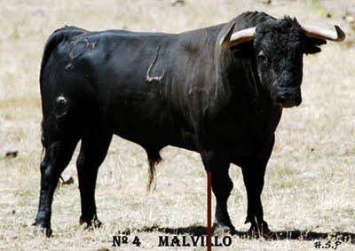 Toros de Adelaida para Sotillo de la Adrada