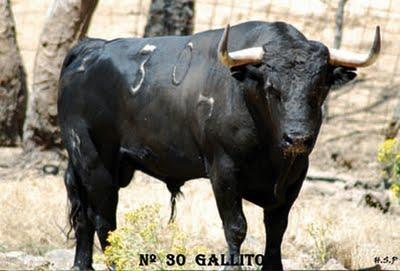 Toros de Adelaida para Sotillo de la Adrada