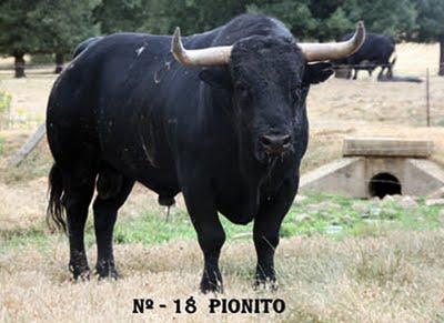 Toros de Adelaida para Sotillo de la Adrada