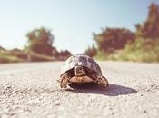 Tortuguita