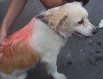 PANCHO,,LA CRUELDAD DE LA CALLE.NECESITA ADOPCIÓN URGENTE!!!